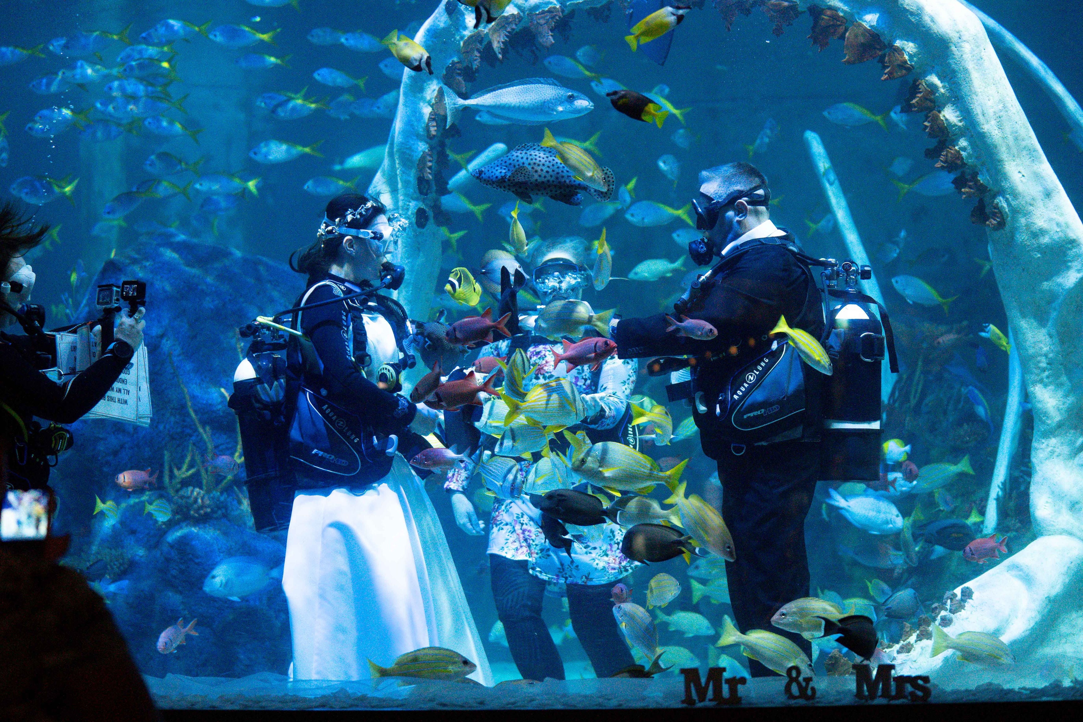 Couple Get Married Underwater In Tank With Reef Sharks The Independent